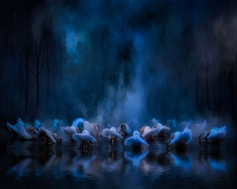 Swans On The Lake