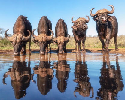 Buffaloes By The Waterhole