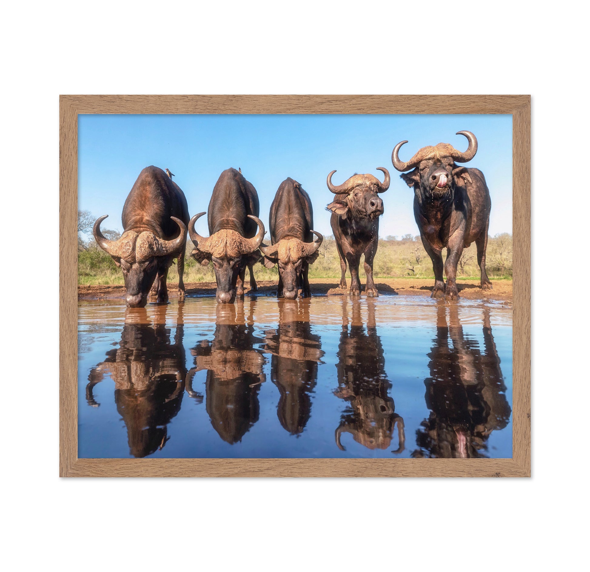 Buffaloes By The Waterhole