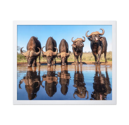 Buffaloes By The Waterhole