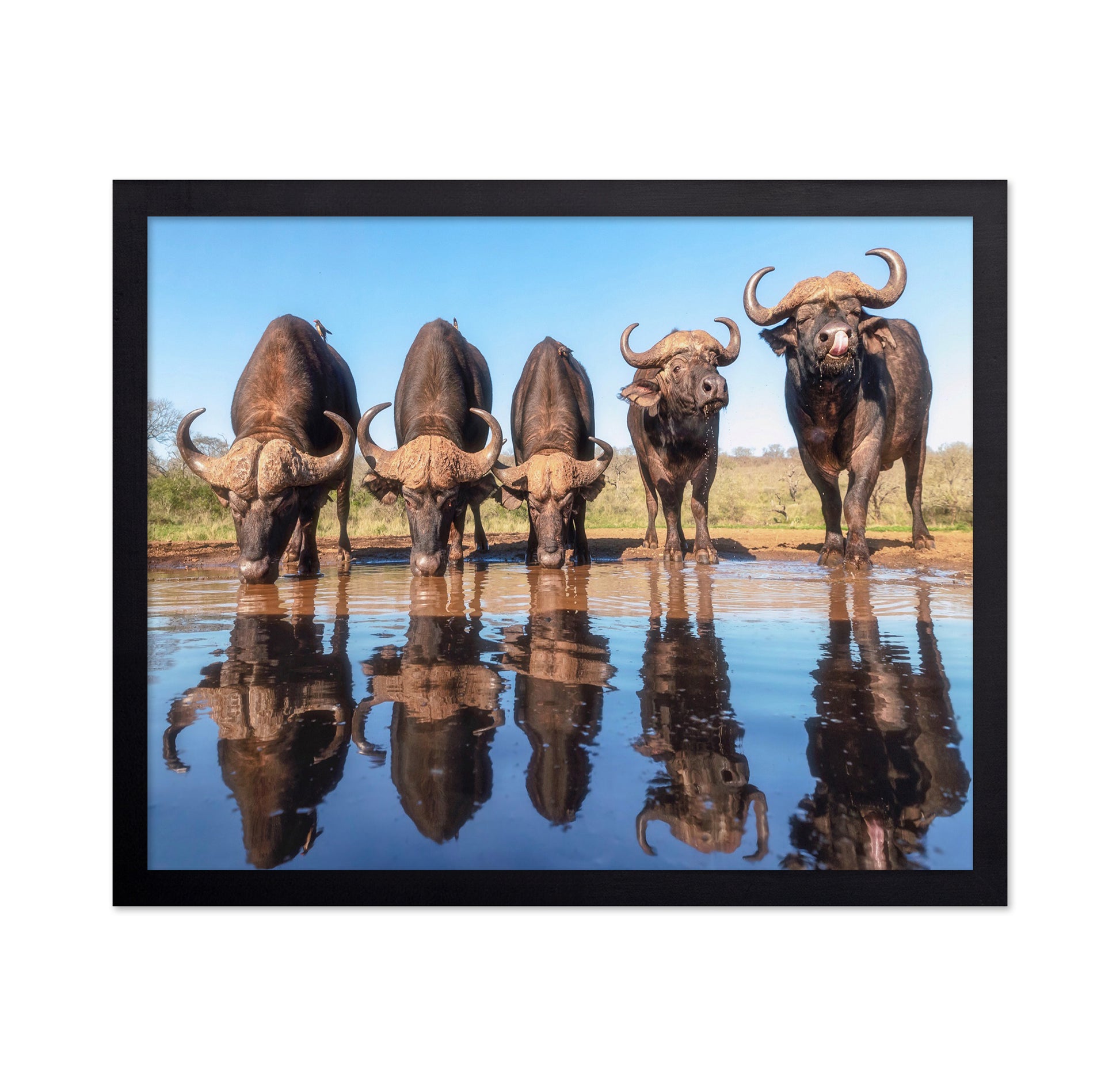 Buffaloes By The Waterhole