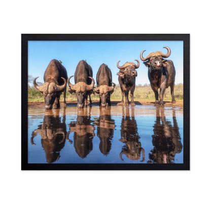 Buffaloes By The Waterhole