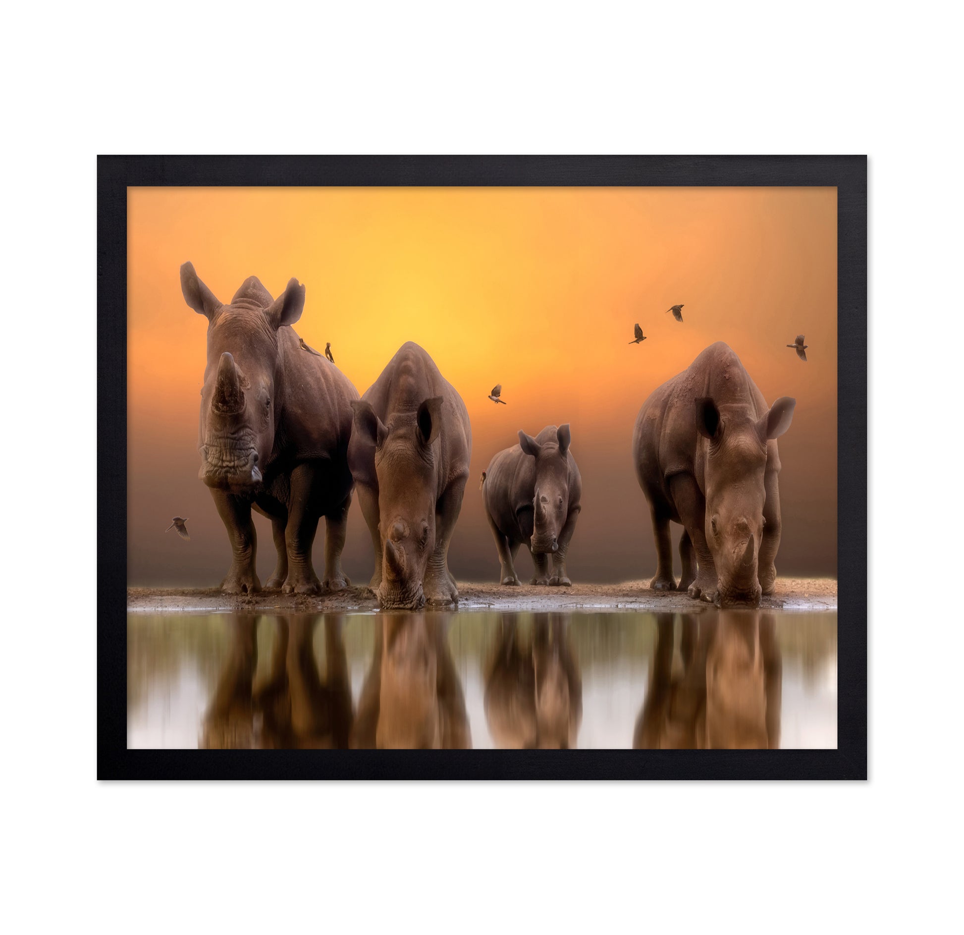 Rhinos By The Water