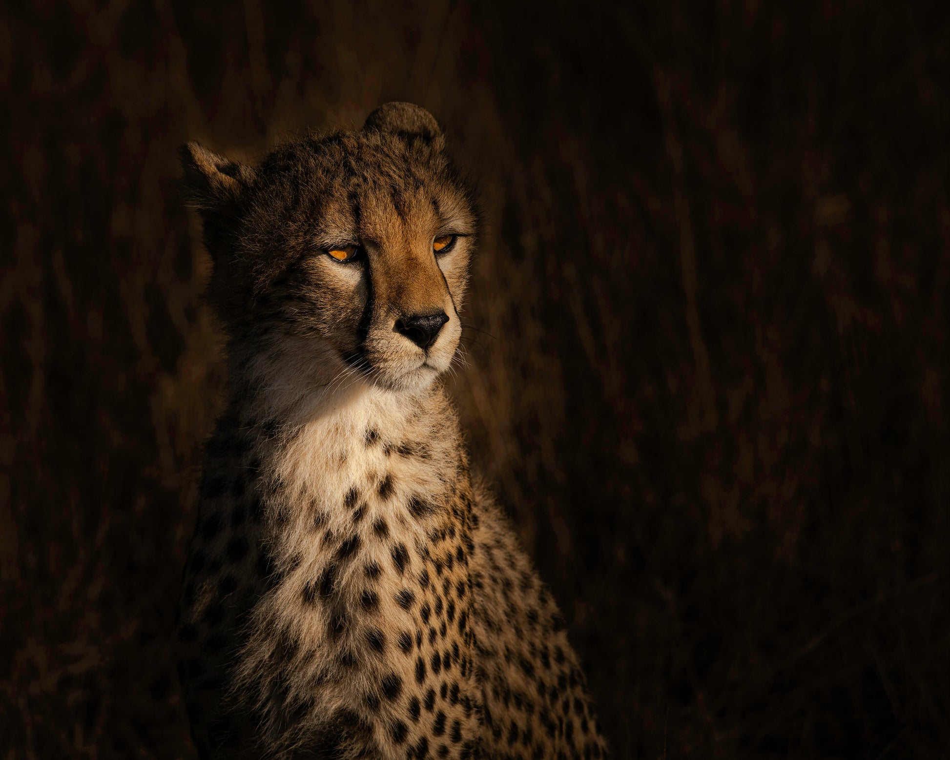 The Portrait Of A Cheetah