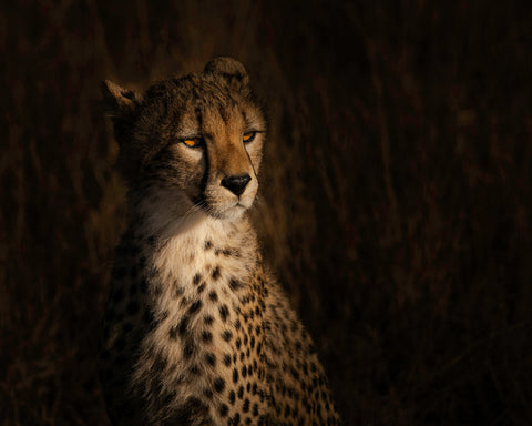 The Portrait Of A Cheetah