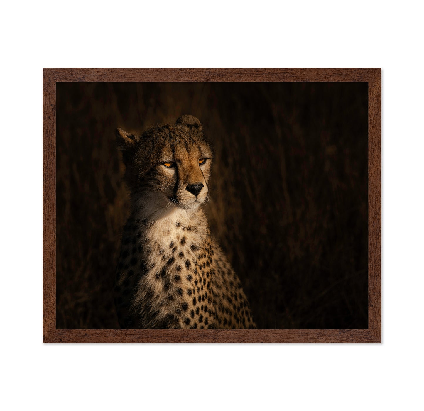The Portrait Of A Cheetah