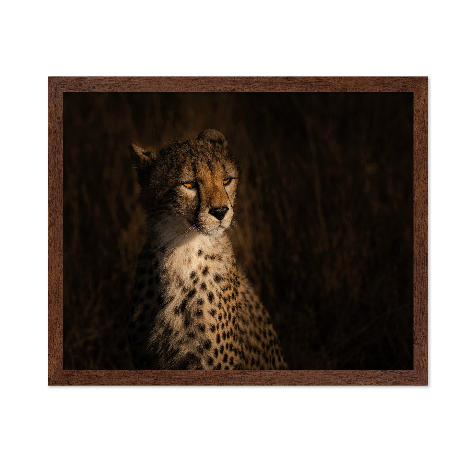The Portrait Of A Cheetah