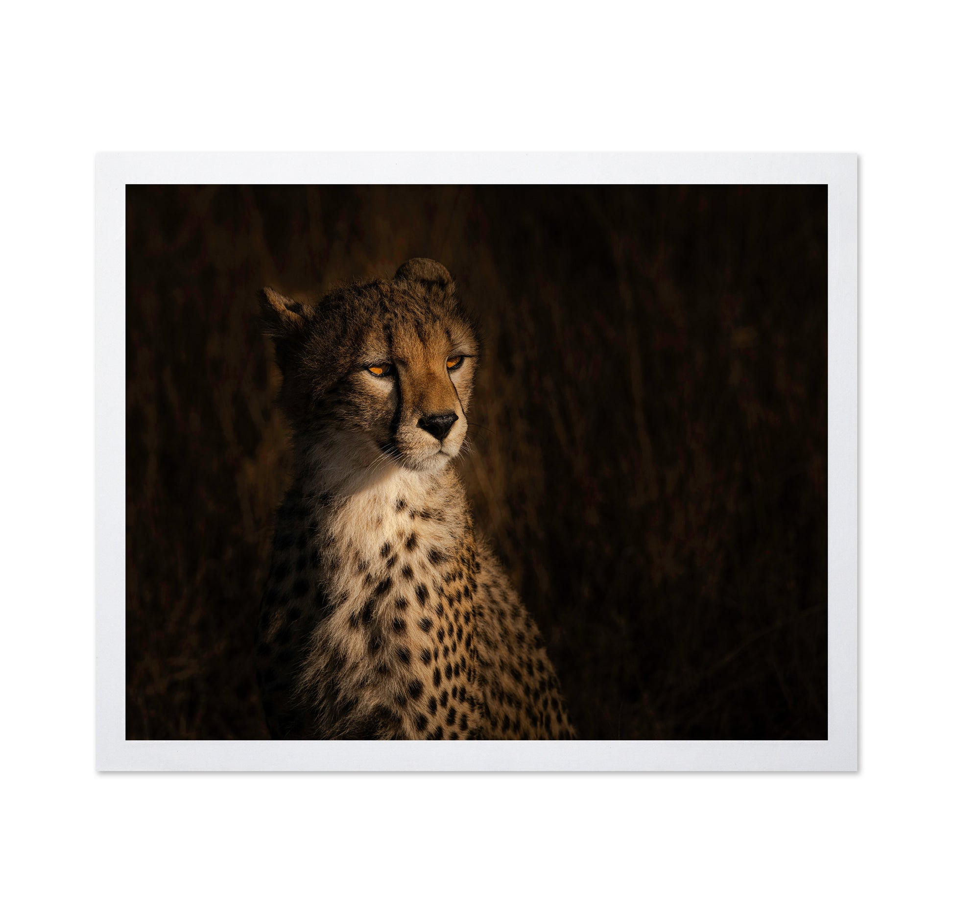 The Portrait Of A Cheetah