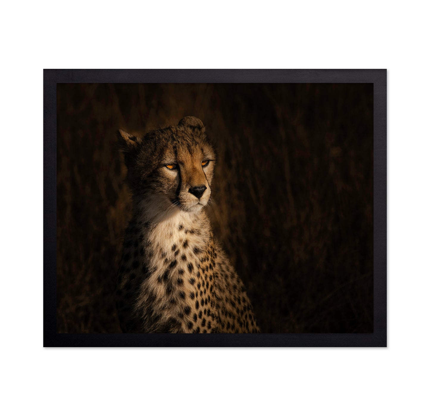 The Portrait Of A Cheetah