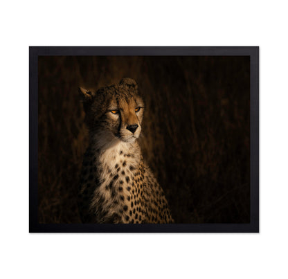 The Portrait Of A Cheetah