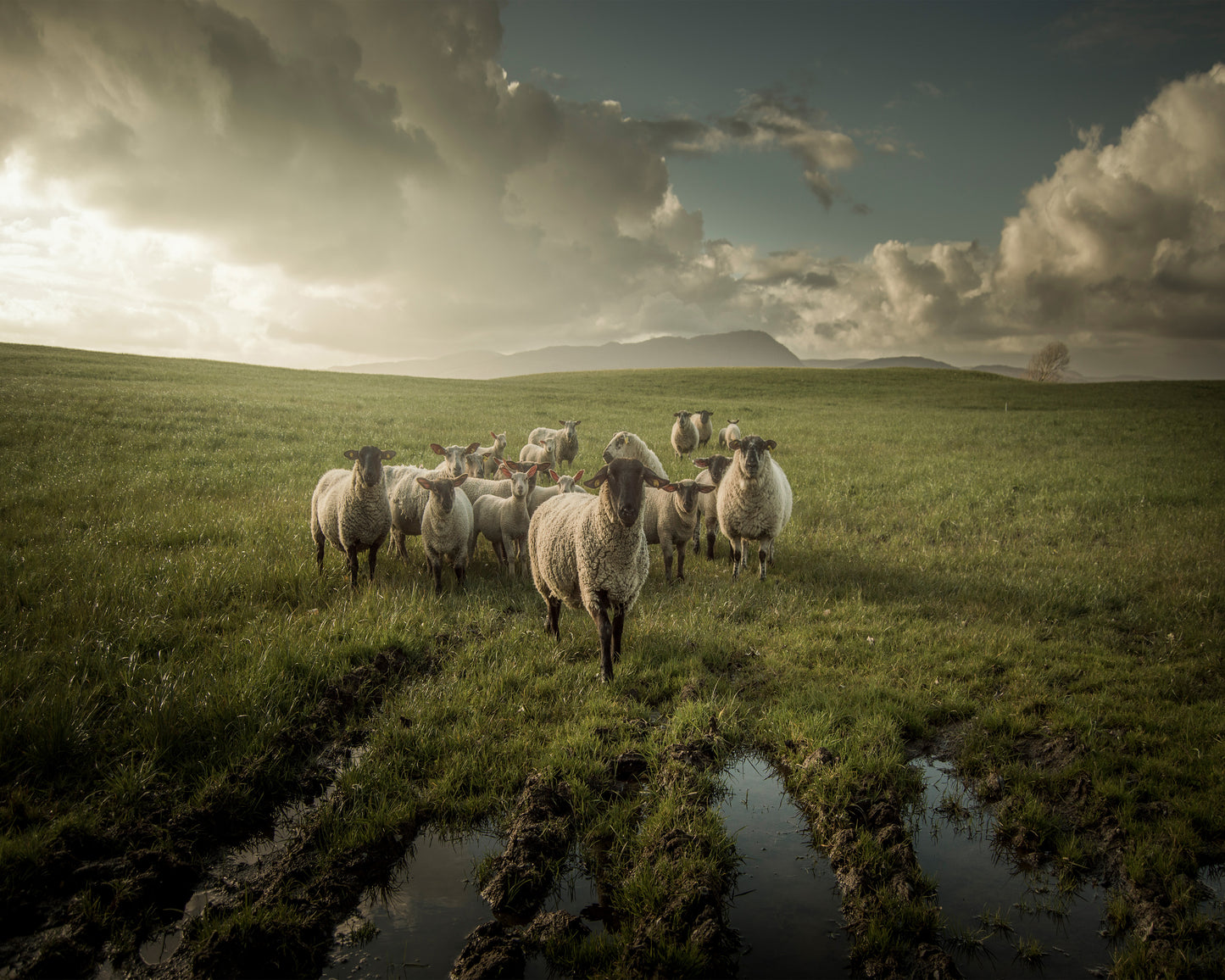 Countryside Sheep Farm