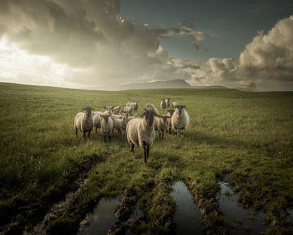 Countryside Sheep Farm