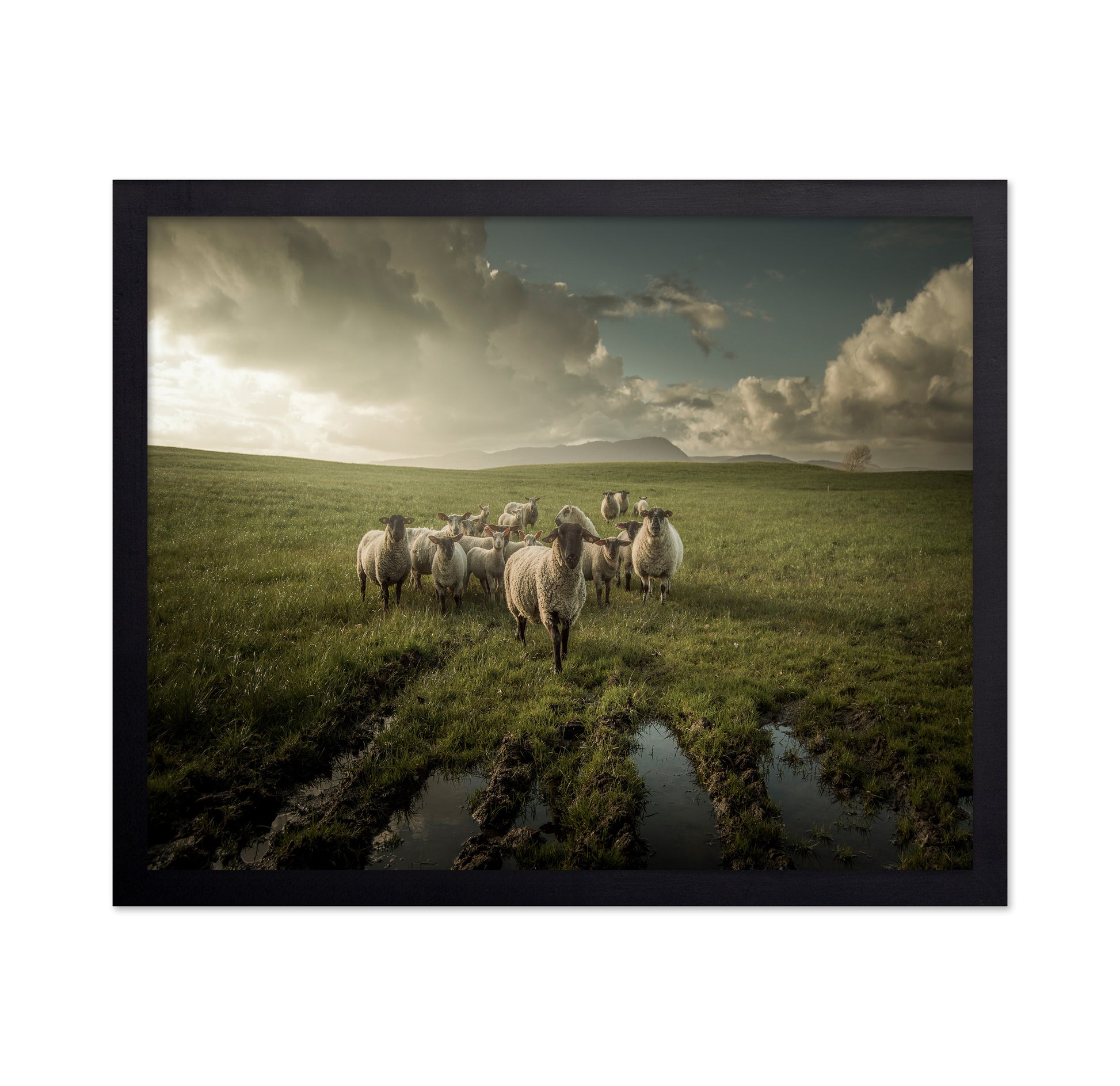 Countryside Sheep Farm