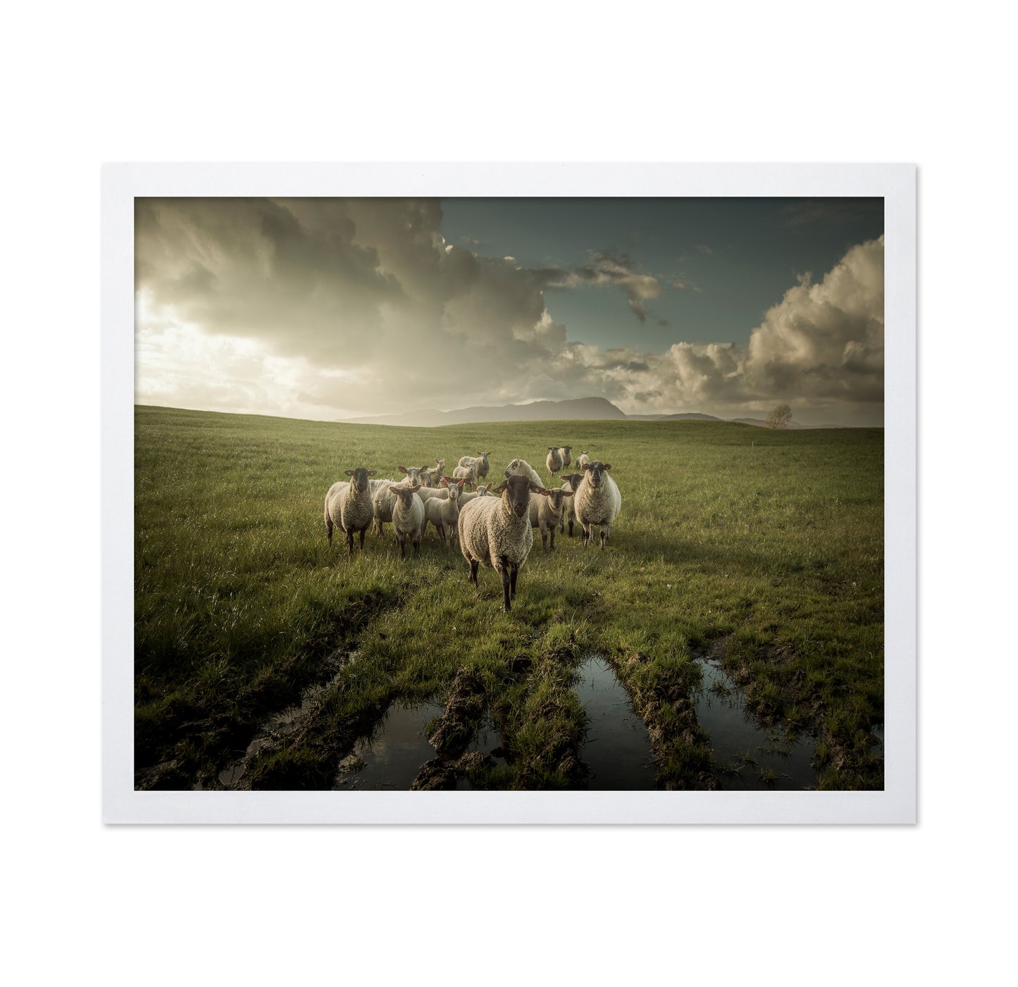 Countryside Sheep Farm