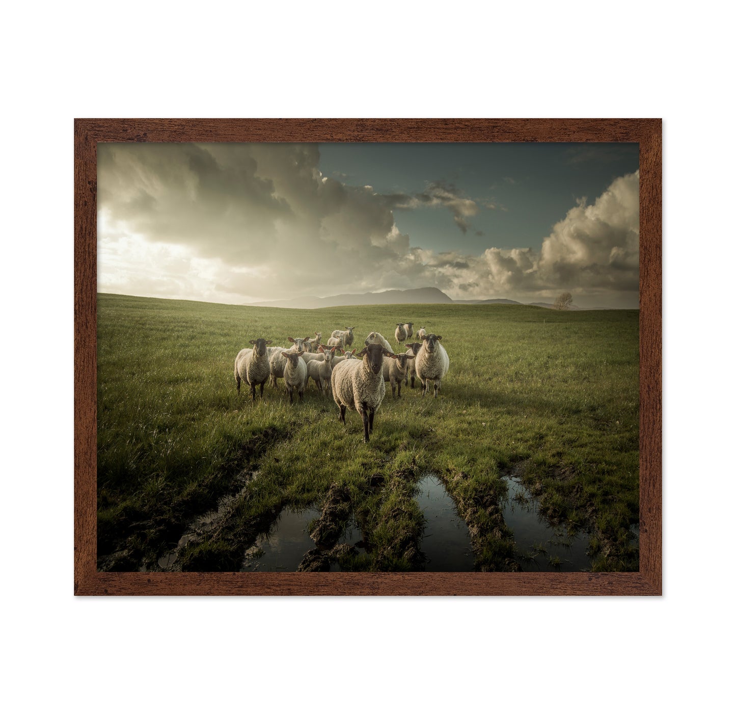 Countryside Sheep Farm