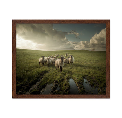 Countryside Sheep Farm