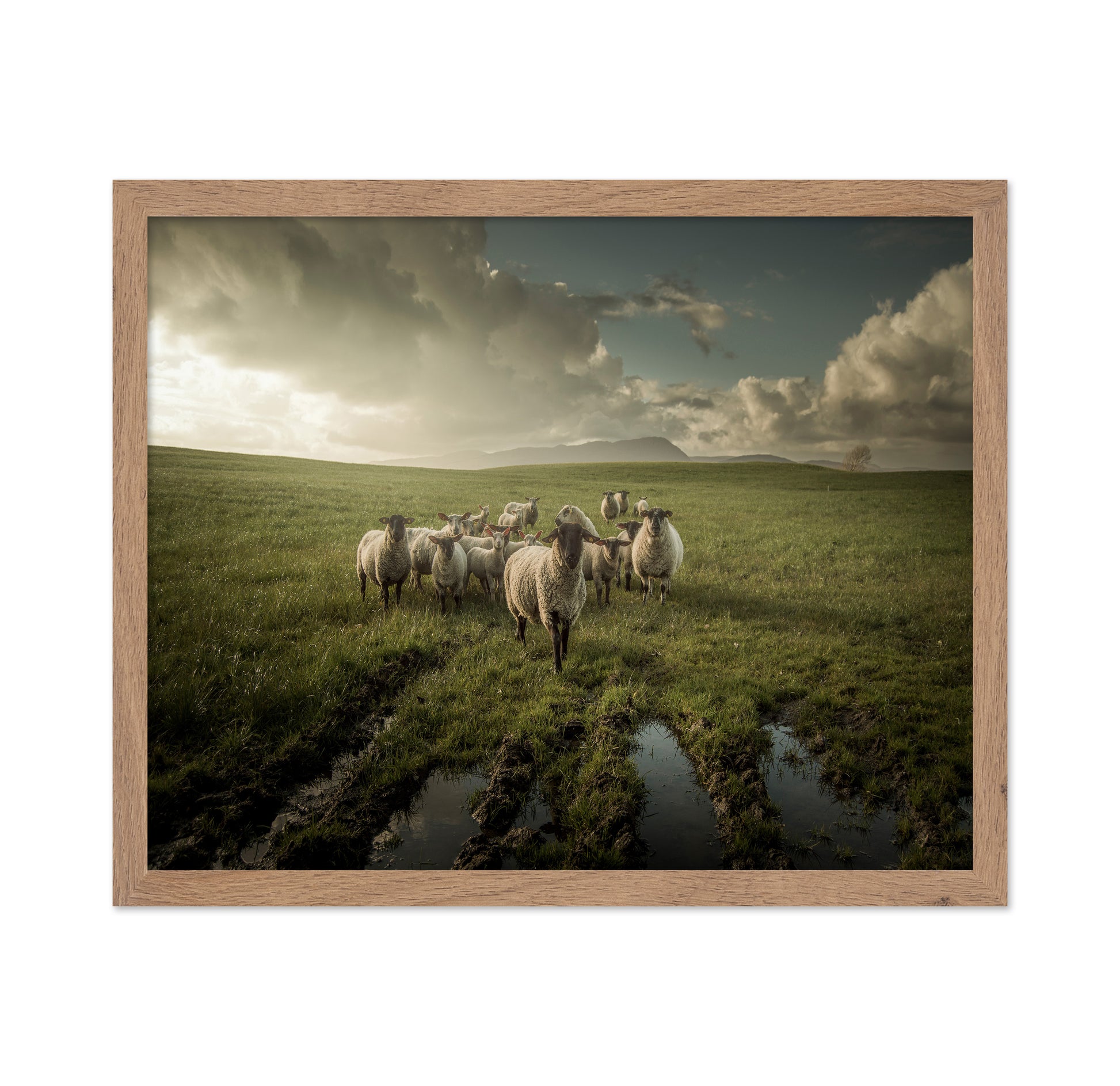 Countryside Sheep Farm