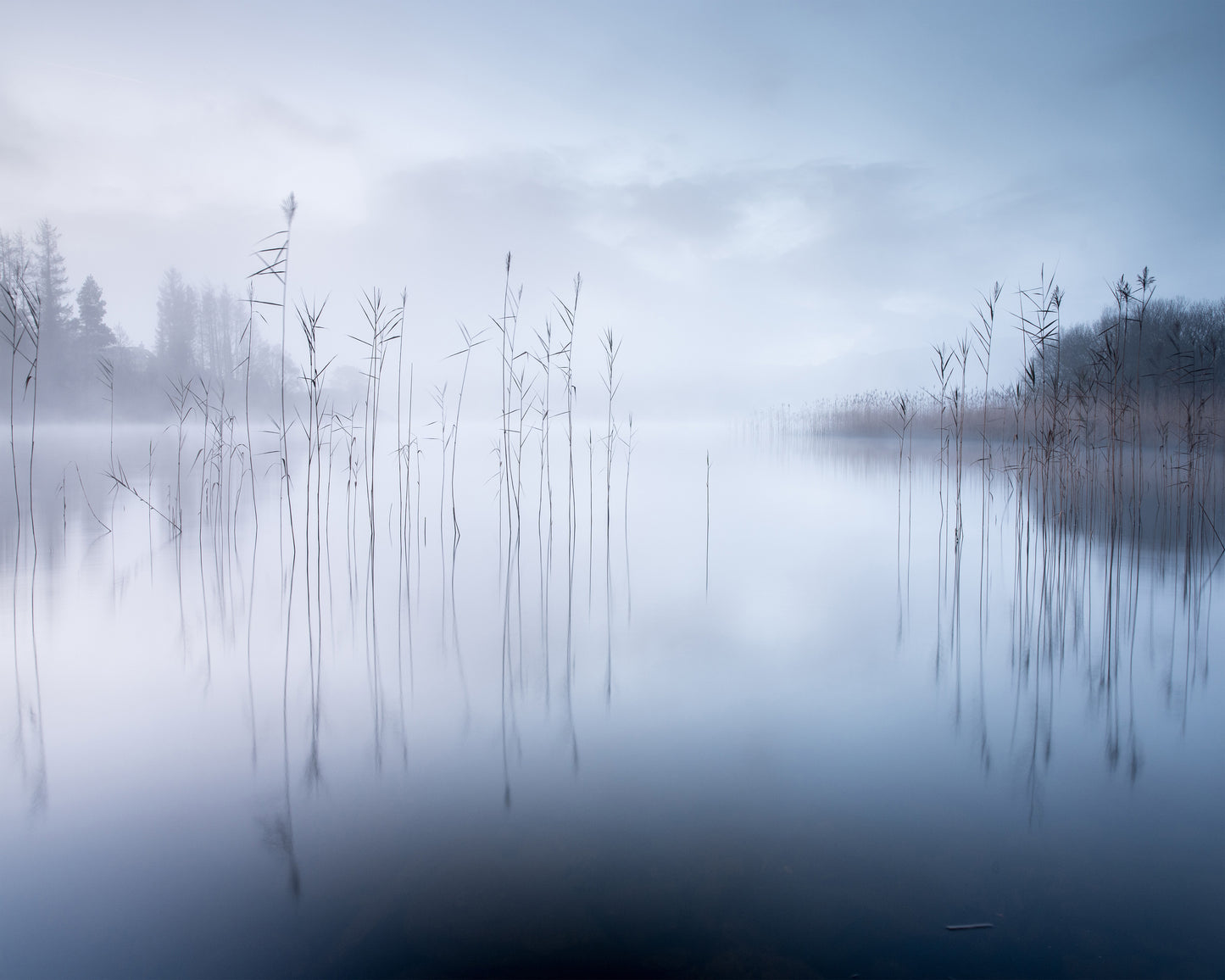 Lake Reeds
