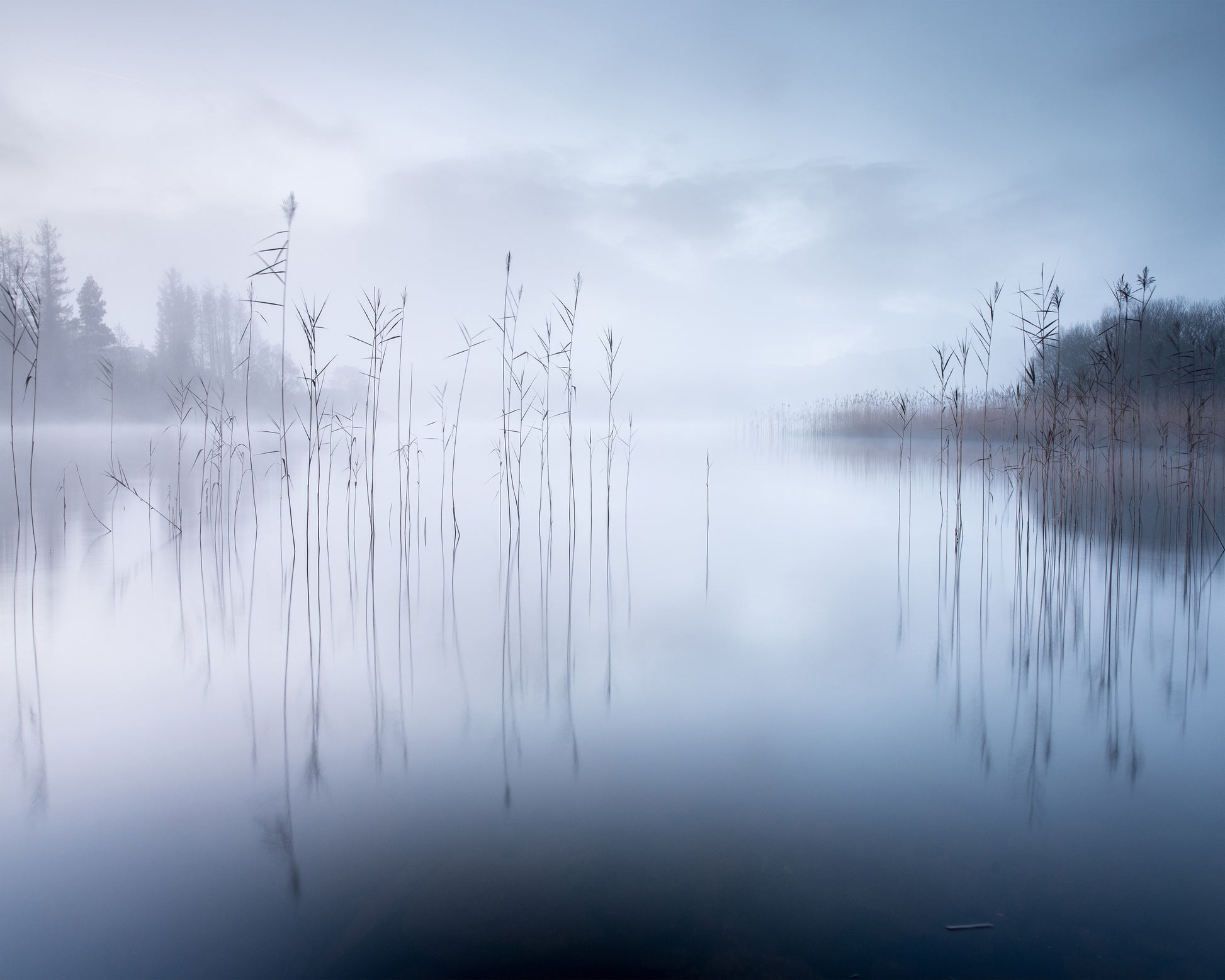 Lake Reeds