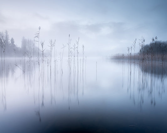 Lake Reeds