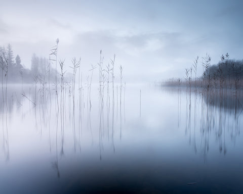 Lake Reeds