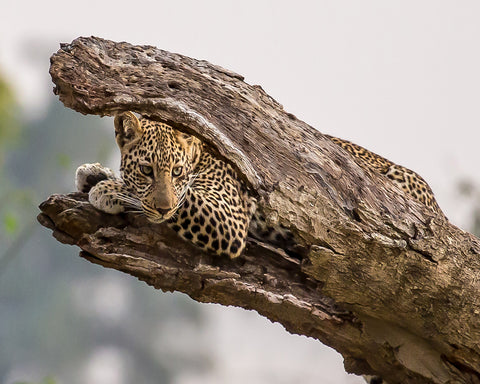 Hide And Seek