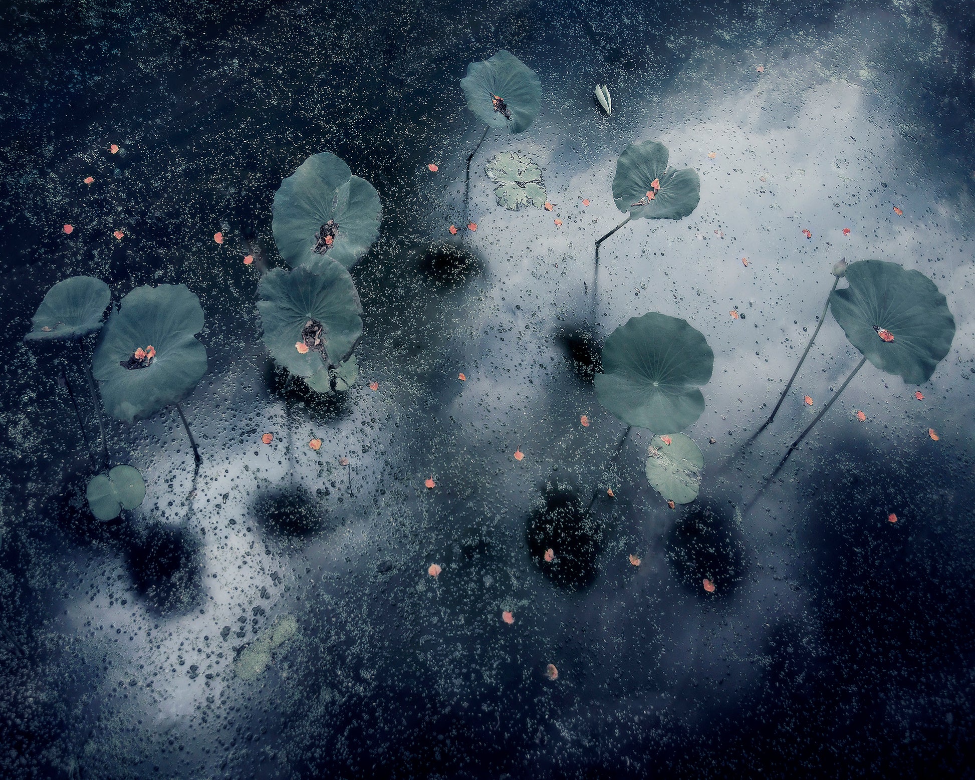 Plant In The Galaxy