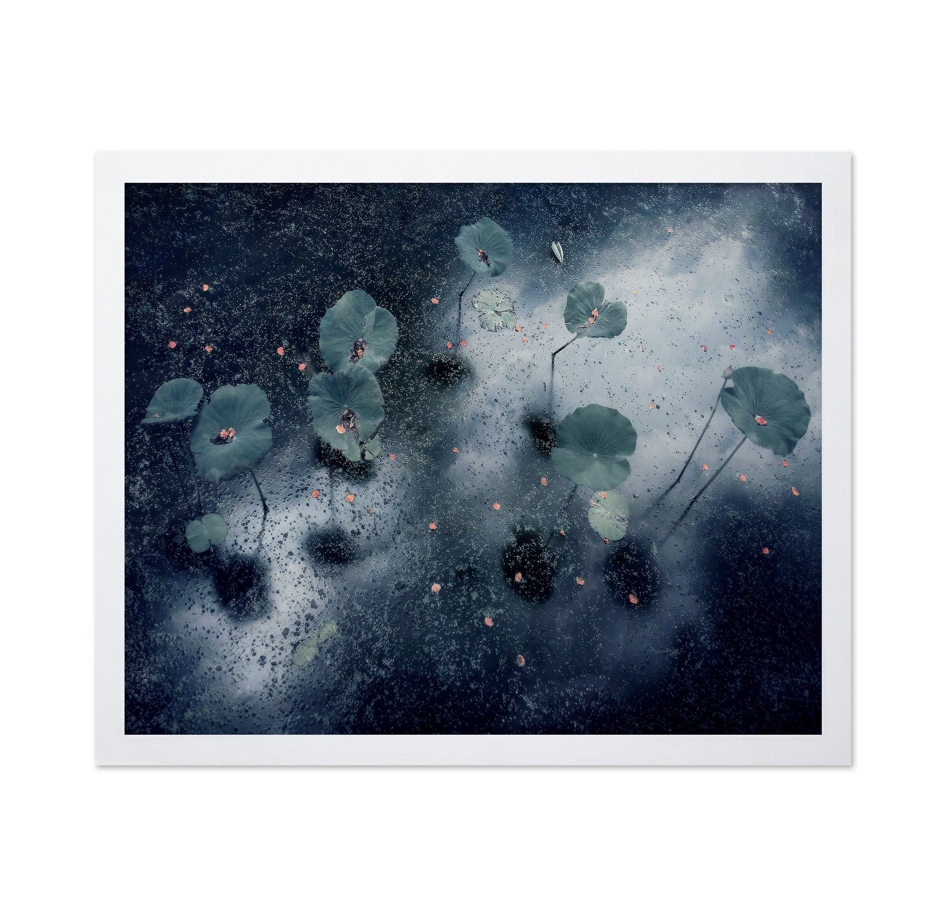 Plant In The Galaxy