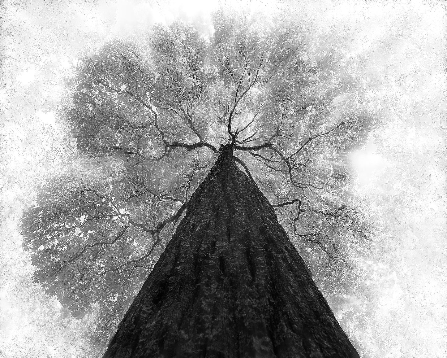 Grow To The Light