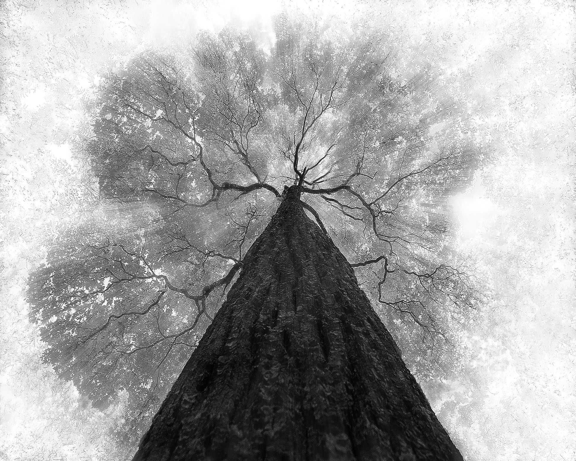 Grow To The Light