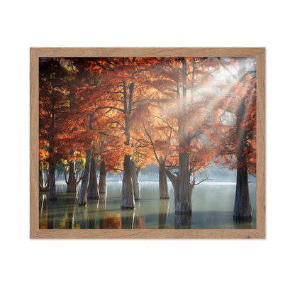 Sunny Cypress Trees