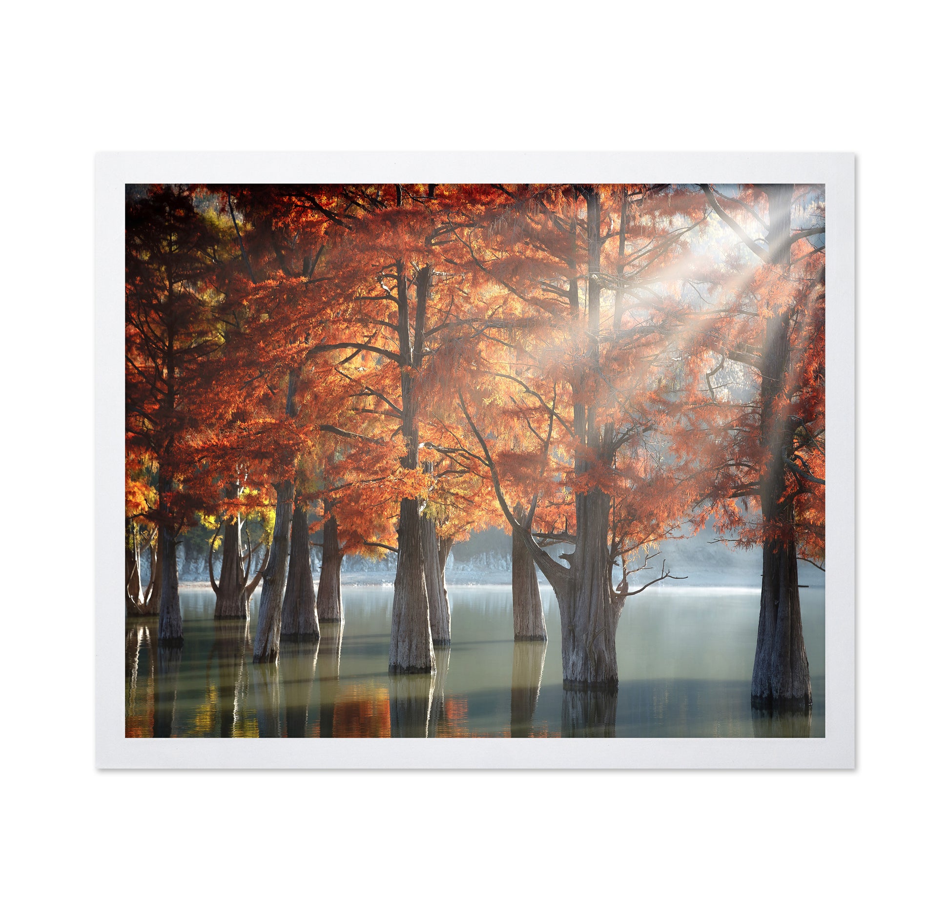 Sunny Cypress Trees