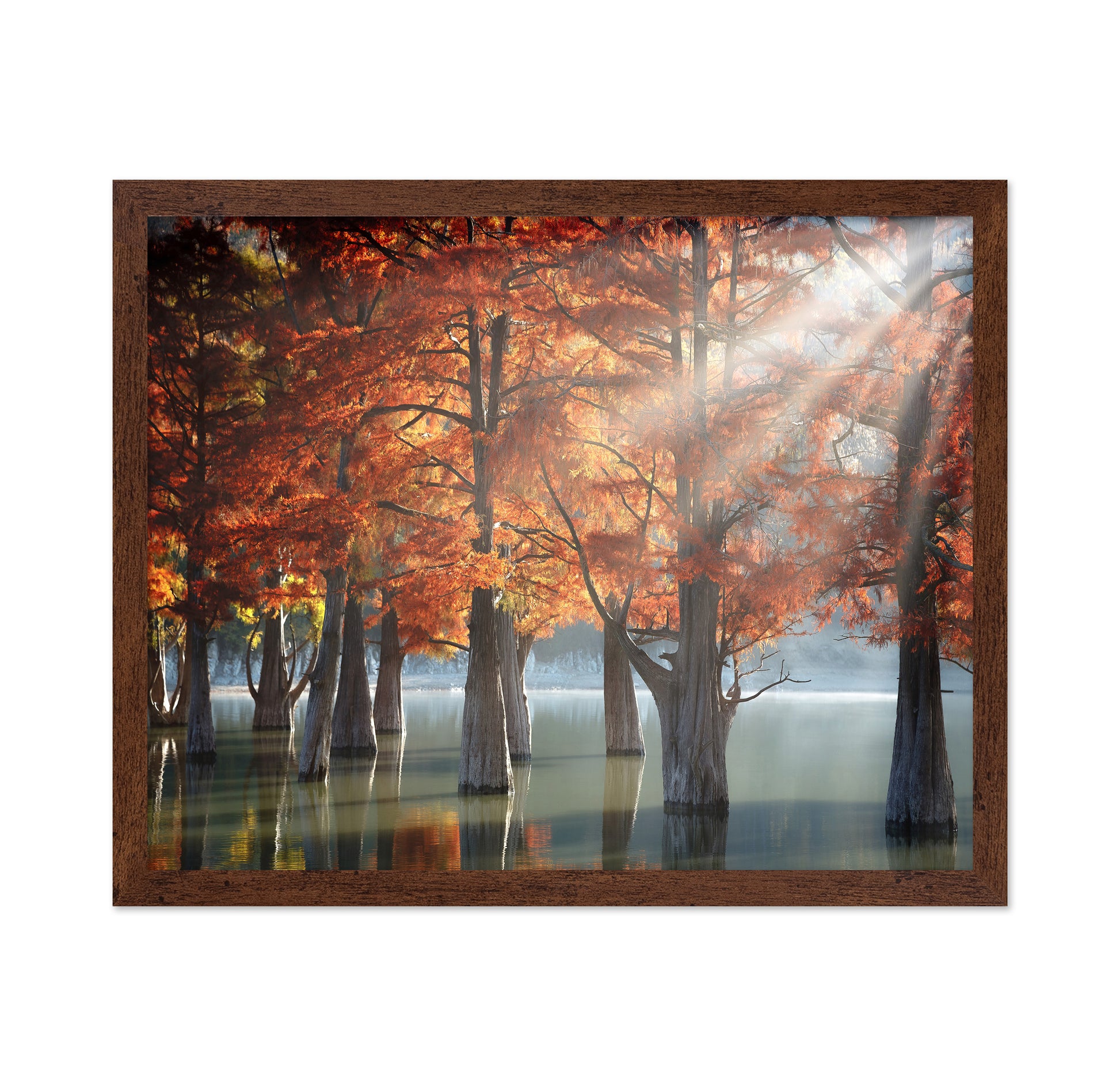 Sunny Cypress Trees