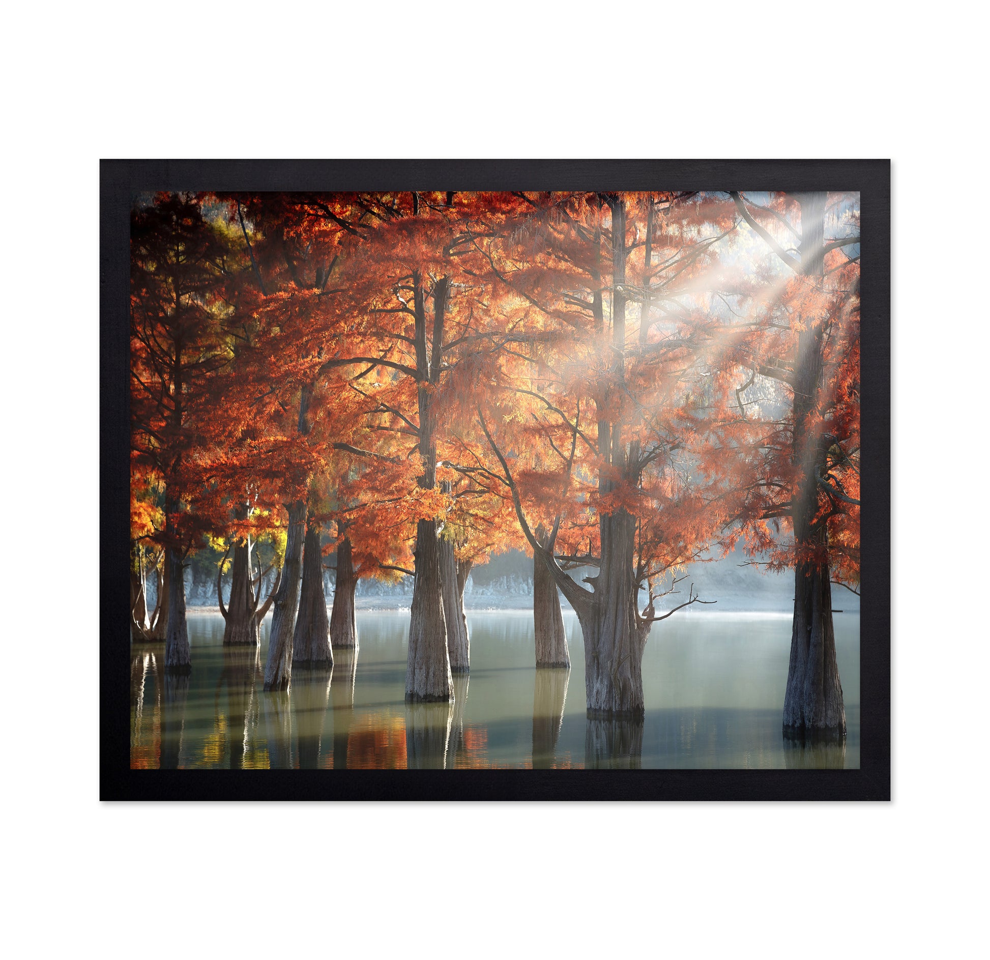 Sunny Cypress Trees