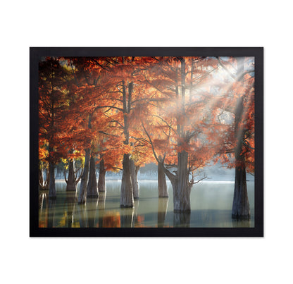 Sunny Cypress Trees