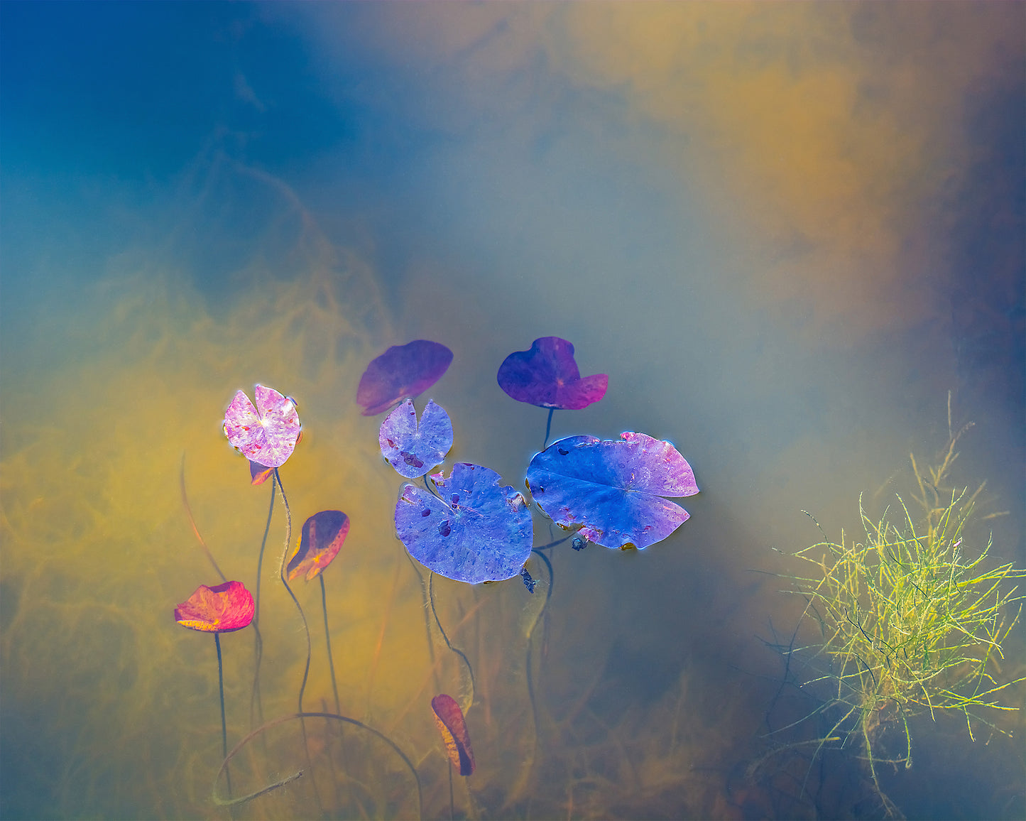 Jewels of the Pond