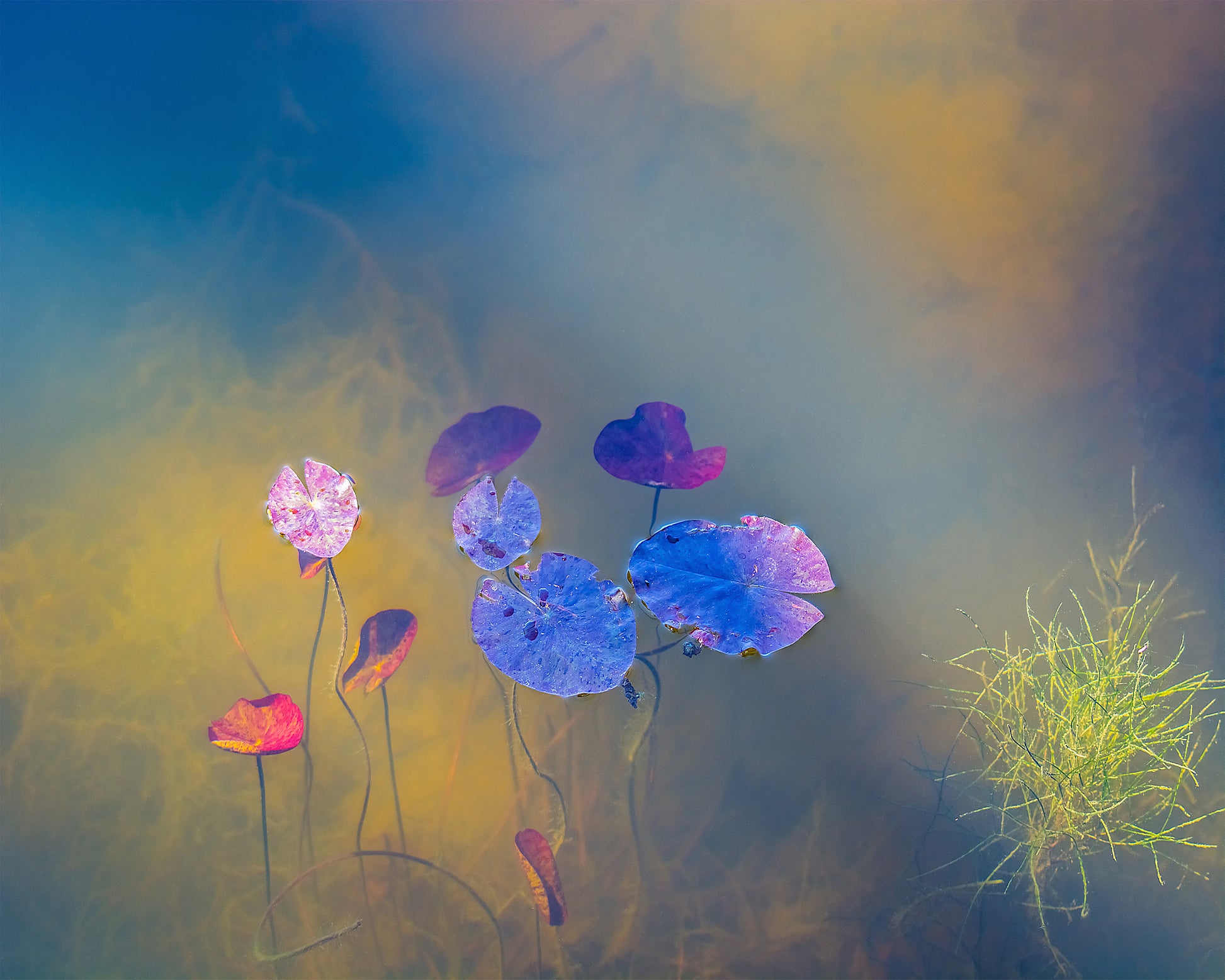 Jewels of the Pond