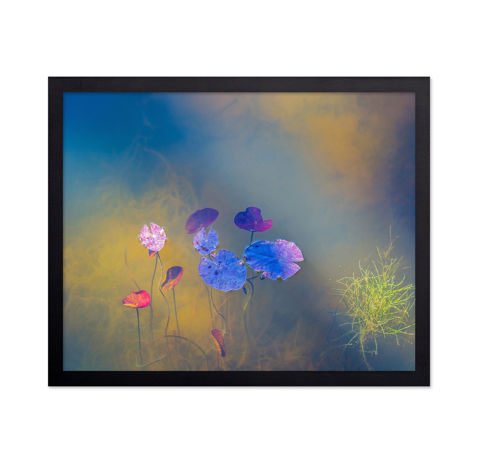 Jewels of the Pond