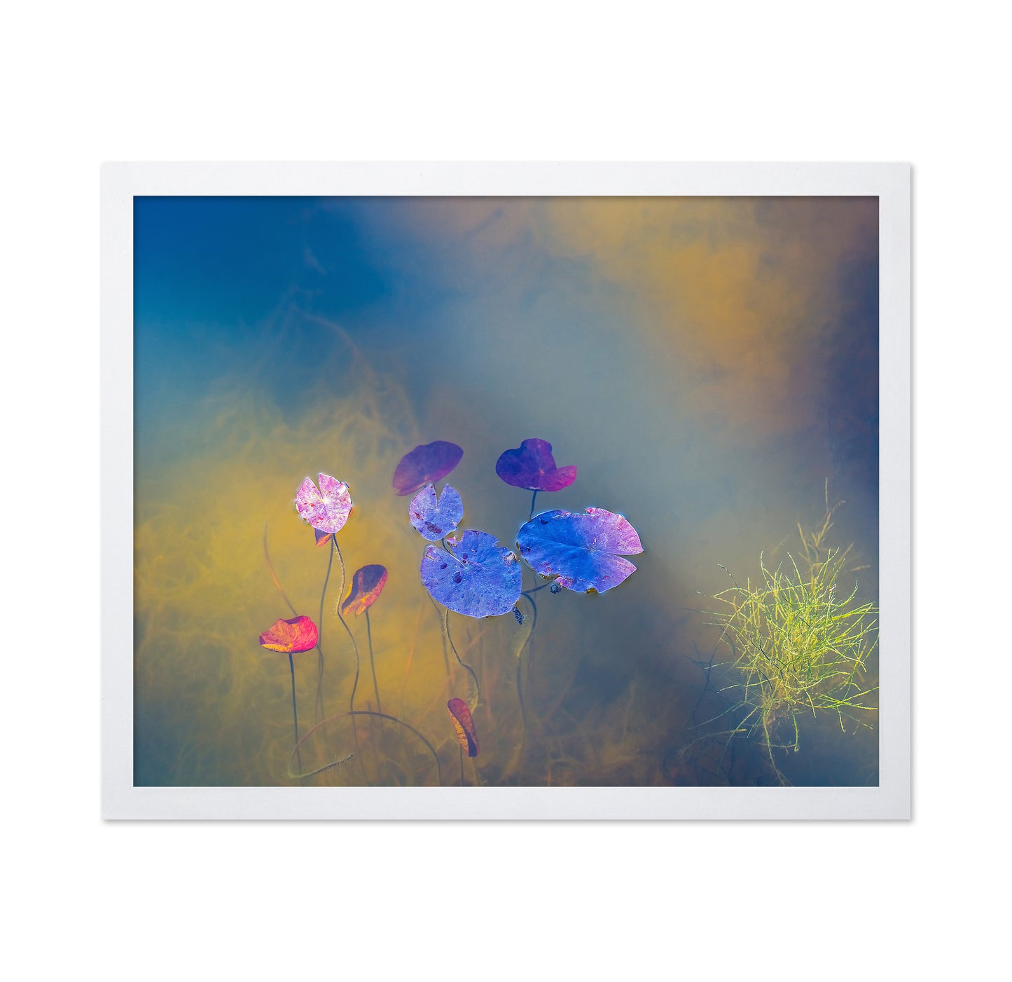 Jewels of the Pond