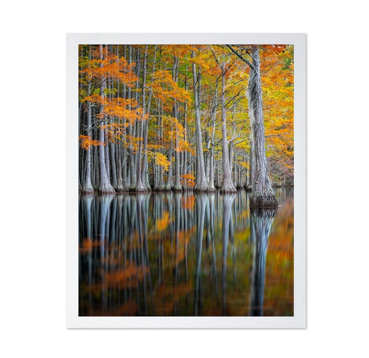 Cypress Study