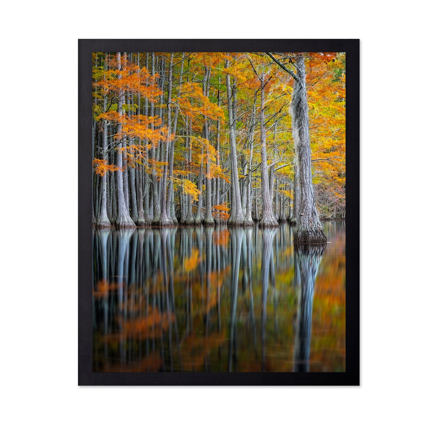 Cypress Study
