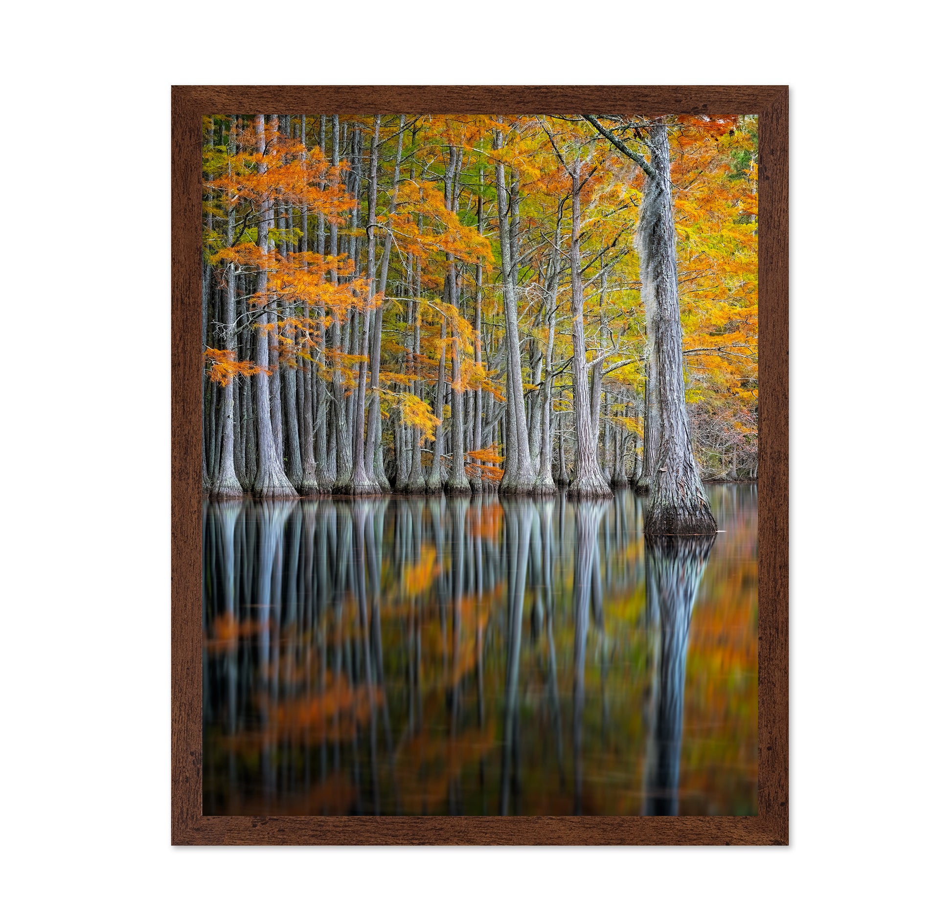 Cypress Study