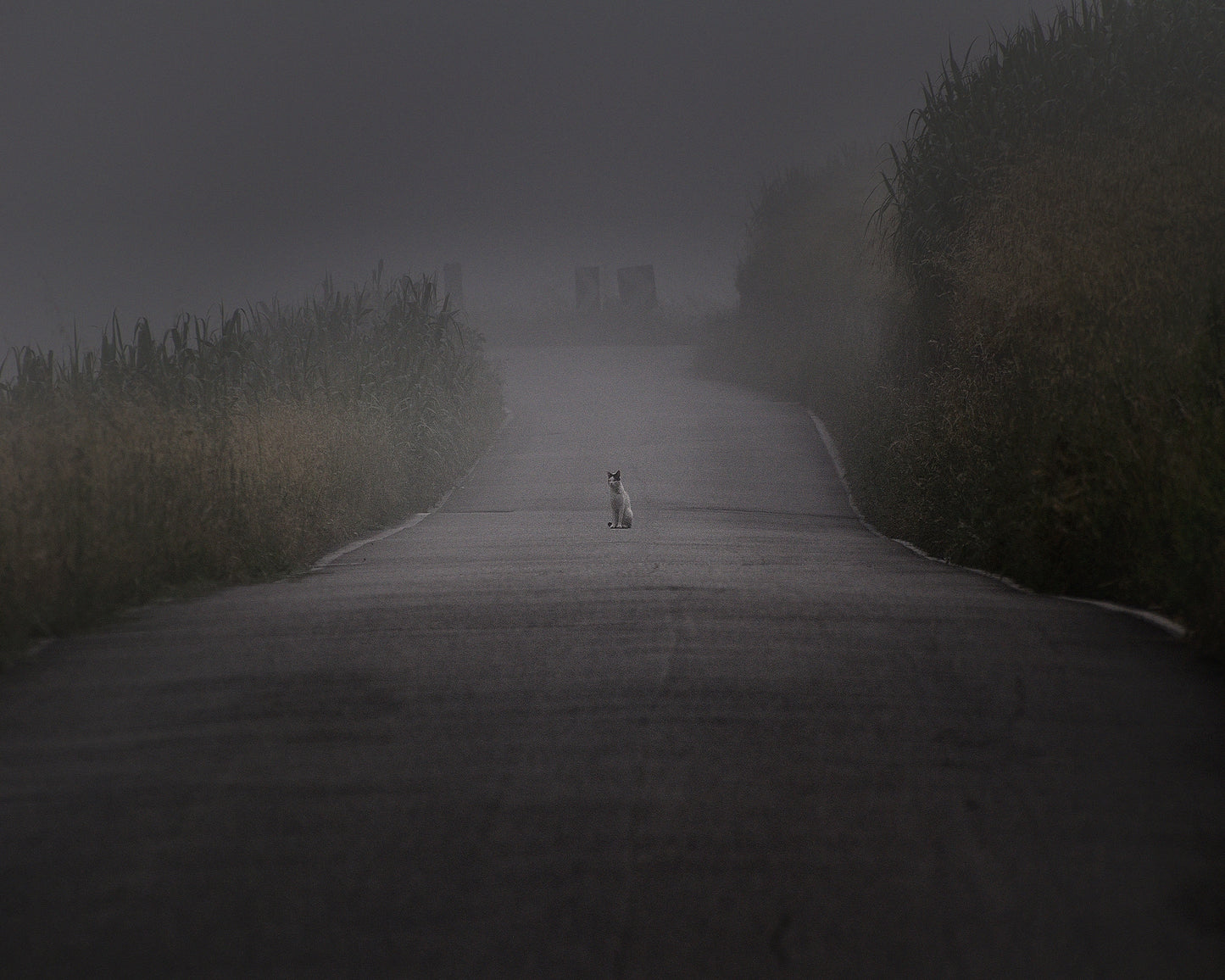 I Will Wait For You Here Foreve