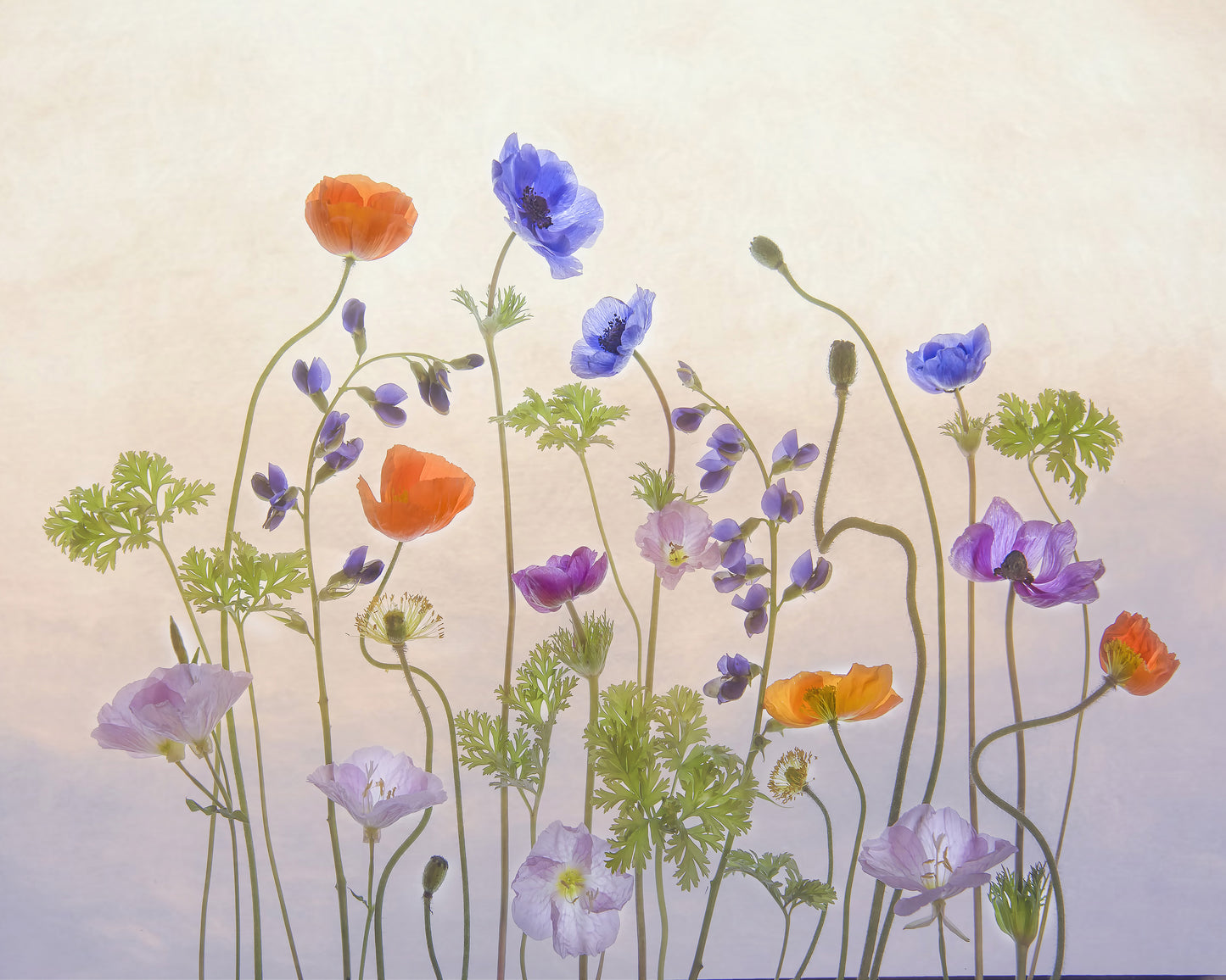 Poppy & Anemone