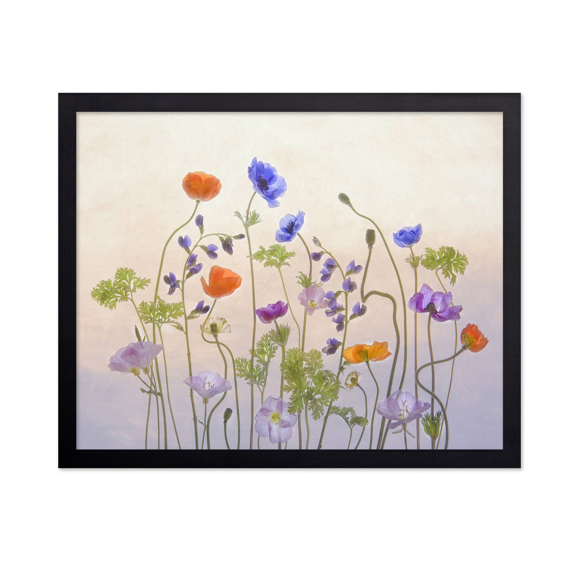 Poppy & Anemone