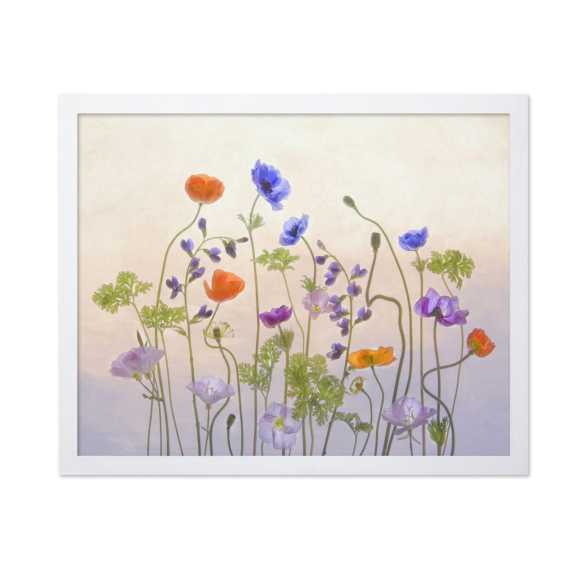 Poppy & Anemone