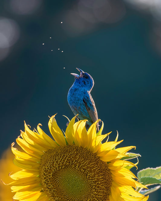 Happy Singer