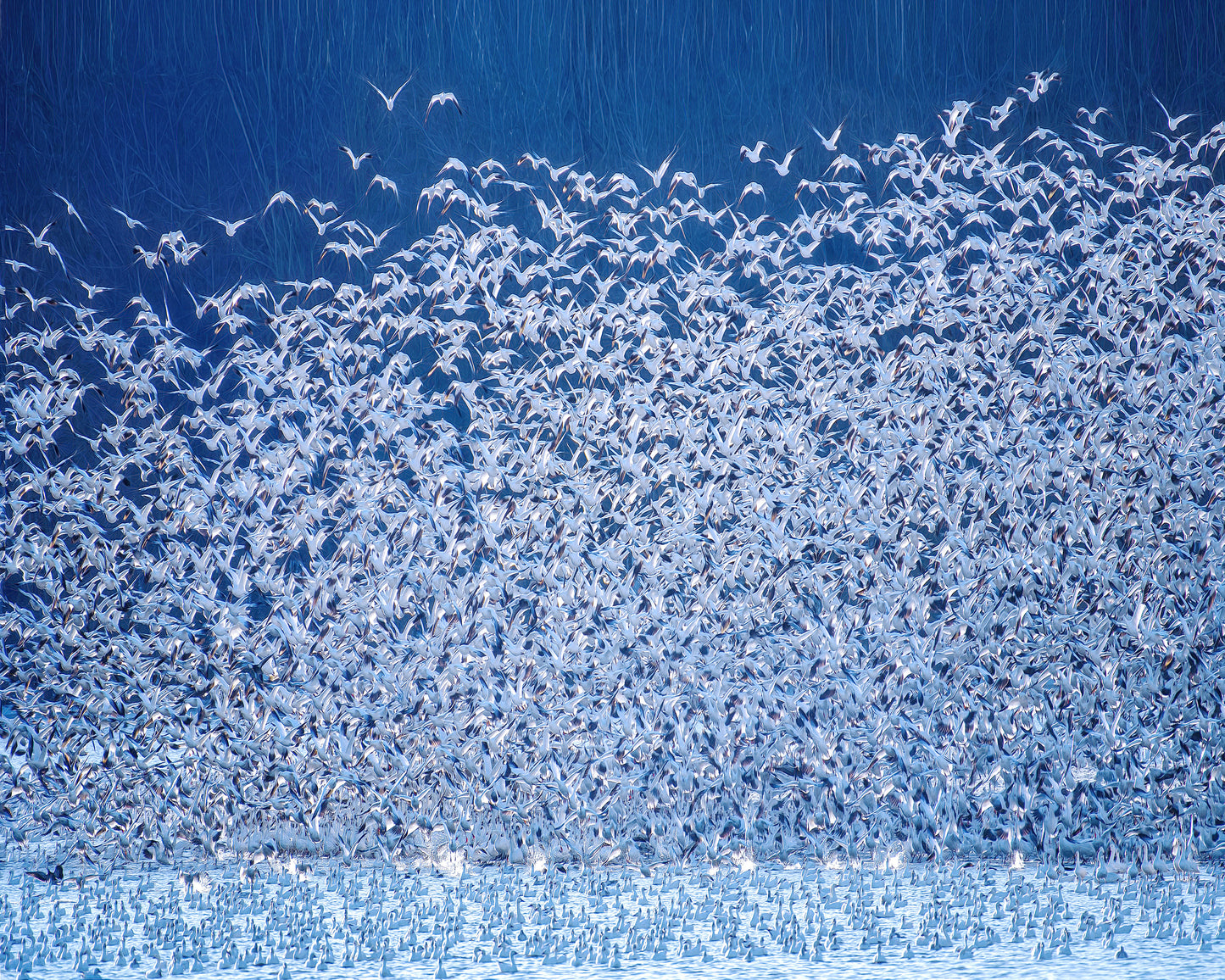 Snow Geese Migration