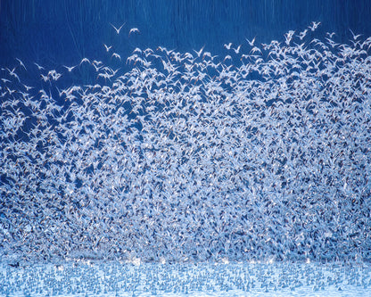 Snow Geese Migration