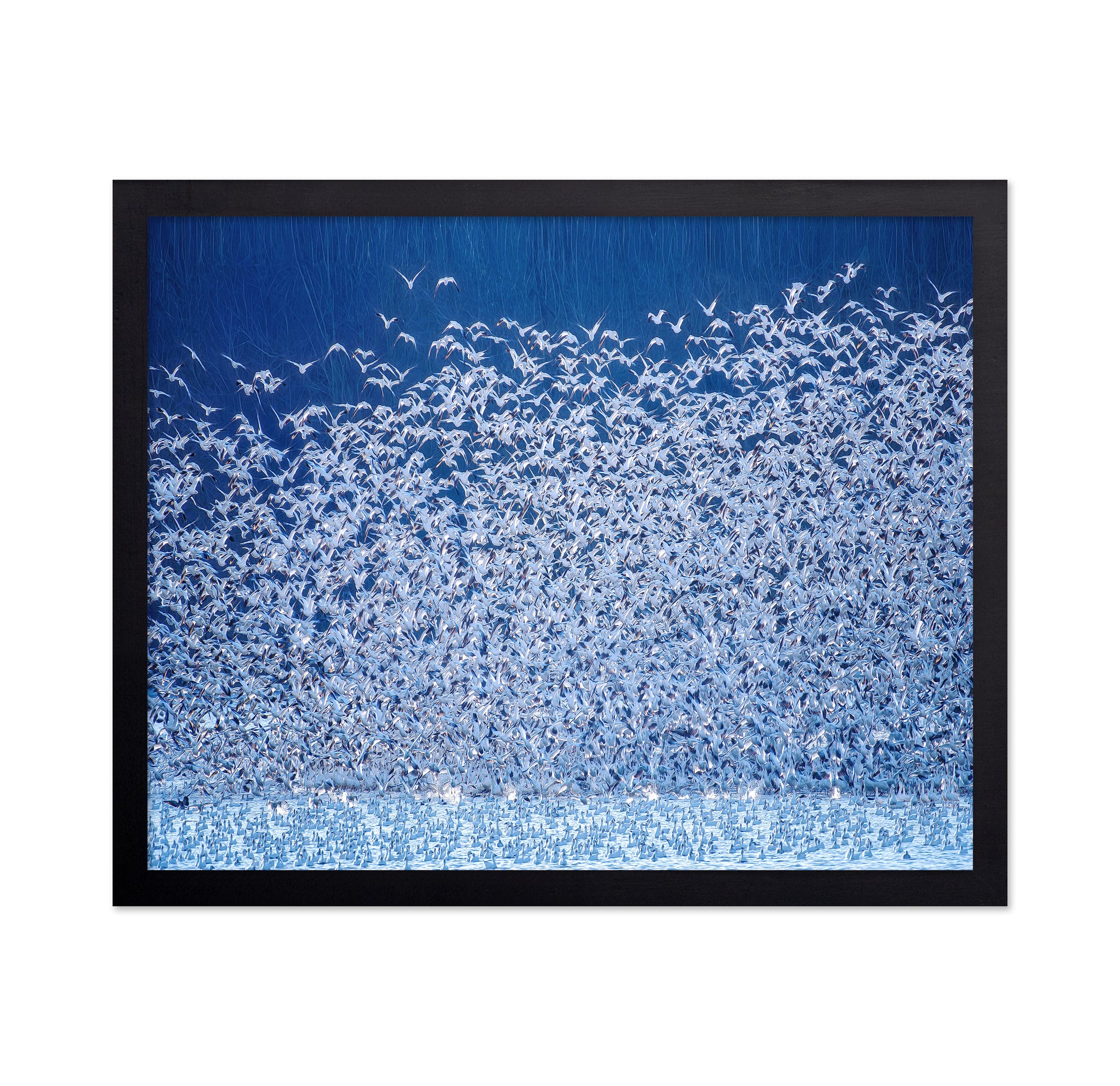 Snow Geese Migration